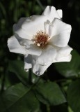 Rose_white 11_July_2018 DSC0510.JPG