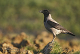 Cornacchia grigia (Corvus cornix) - Hooded Crow	