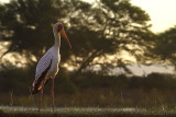 Yellow-billed Stork  (Mycteria ibis)