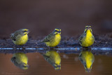 Yellow-fronted Canary  (Crithagra mozambica)