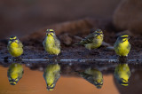 Yellow-fronted Canary  (Crithagra mozambica)