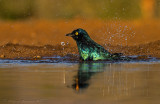Cape Starling (Lamprotornis nitens)
