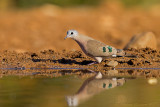 Emerald-spotted Wood-Dove (Turtur chalcospilos)