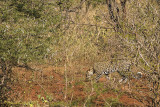 Leopardo (Panthera pardus)