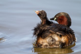 Tuffetto (Tachybaptus ruficollis) - Little Grebe	