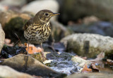 Tordo bottaccio (Turdus philomelos) - Song Thrush	