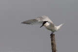 Beccapesci (Sterna sandvicensis) - Sandwich Tern