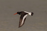 Beccaccia di mare (Haematopus ostralegus) - Eurasian Oystercatcher