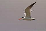 Sterna maggiore (Sterna caspia) - Caspian Tern