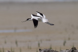 Avocetta (Recurvirostra avosetta) - Pied Avocet	