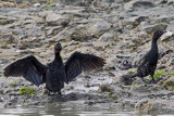 Marangone minore (Phalacrocorax pygmaeus) - Pygmy Cormorant