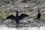 Marangone minore (Phalacrocorax pygmaeus) - Pygmy Cormorant