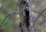 Picchio rosso maggiore	(Dendrocopos major) - Great Spotted Woodpecker