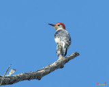 Red-bellied Woodpecker (Melanerpes carolinus) (DSB0271)