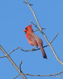 Northern Cardinal (Cardinalis cardinalis) (DSB0273)