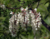 Black Locust Tree (Robinia pseudoacacia) (DSPF169)
