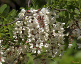 Black Locust Tree (Robinia pseudoacacia) (DSPF170)