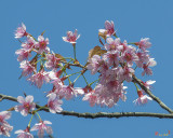 Wild Himalayan Cherry (Prunus cerasoides) (DTHN0220)