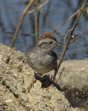 Swamp Sparrow (Melospiza georgiana) (DSB0134)