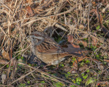 Swamp Sparrow (Melospiza georgiana) (DSB0276)