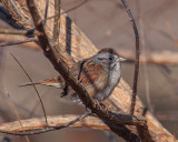Swamp Sparrow (Melospiza georgiana) (DSB0277)