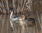 Male and Female Northern Pintails (Anas acuta) (DWF0155)