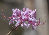 Pink Azalea, Pinxter Flower or Pinxterbloom Azalea