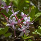 Pink Azalea, Pinxter Flower or Pinxterbloom Azalea (Rhododendron periclymenoides) (DFL0856)