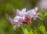 Pink Azalea, Pinxter Flower or Pinxterbloom Azalea (Rhododendron periclymenoides) (DFL0859)