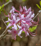 Pink Azalea, Pinxter Flower or Pinxterbloom Azalea (Rhododendron periclymenoides) (DFL0860)