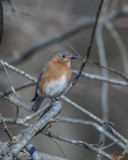 Eastern Bluebird (Sialia sialis) (DSB0280)