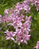 Early Azalea or Roseshell Azalea (Rhododendron prinophyllum) (DSPF0256)