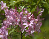Early Azalea or Roseshell Azalea (Rhododendron prinophyllum) (DSPF0260)