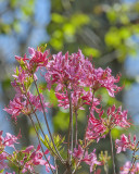 Early Azalea or Roseshell Azalea (Rhododendron prinophyllum) (DFL0864)