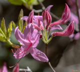 Early Azalea or Roseshell Azalea (Rhododendron prinophyllum) (DFL0865)