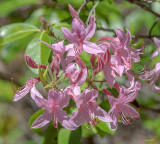 Early Azalea or Roseshell Azalea (Rhododendron prinophyllum) (DFL0867)