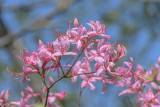 Early Azalea or Roseshell Azalea (Rhododendron prinophyllum) (DFL0868)
