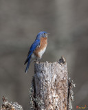 Eastern Bluebird  (Sialia sialis) (DSB0286)