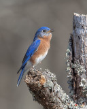 Male Eastern Bluebird Singing (Sialia sialis) (DSB0290)