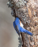 Male Eastern Bluebird Looking into Nest Hole (Sialia sialis) (DSB0295)