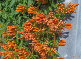 Flamevine or Orange Trumpetvine (DTHN0226)