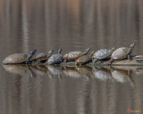 Northern Red-bellied Cooters and Red-eared Sliders Sunning (DAR024)