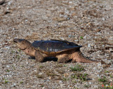 Snapping Turtle (Chelydra serpentina) (DAR017)