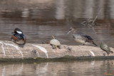 Hooded Merganser Pair Resting (Lophodytes cucullatus) (DWF0175)