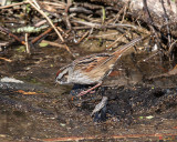 Swamp Sparrow (Melospiza georgiana) (DSB0305)