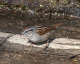 Swamp Sparrow (Melospiza georgiana) (DSB0306)