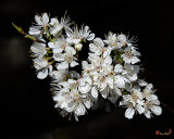 American Wild Plum (Prunus americana) (DFL0879)