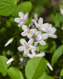 Virginia or Narrowleaf Spring-Beauty (Claytonia virginica) (DFL0883)