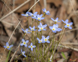 Azure Bluets or Quaker Ladies (Houstonia caerulea) (DFL0887)