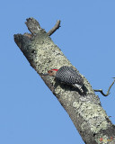 Red-bellied Woodpecker (Melanerpes carolinus) (DSB0310)